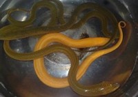 《民间竹竿垂钓黄鳝鱼的方法》