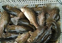 《钓鳜鱼(鳌花鱼、桂鱼)的六大注意事项》