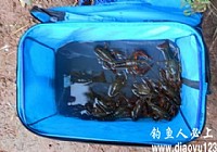 《鸡肠子钓龙虾效果好》