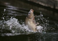 《《垂钓学院》化氏钓技训练营第三季24 化绍新讲解钓鲤鱼的选位配饵技巧》