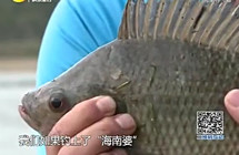《《江湖行钓鱼视频》119 游钓海南岛探寻飞鱼》