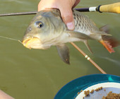 《鱼资渔味》20151214 冬季野外江河钓鱼的开饵配比