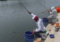《《鱼资渔味》20151201 垂钓混养鱼塘的打窝用饵技巧》
