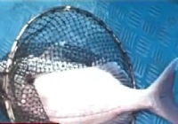 《《鱼资渔味》20141216 大东海钓获90斤金枪鱼传奇》