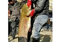 《《鱼资渔味》20141226 洞庭湖钓获78斤大鲶鱼视频》