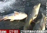 《《鱼资渔味》20141218 举办盘锦千人冰钓赛视频》