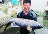 《《鱼资渔味》20150602 山东钓友钓获30斤重大青鱼》