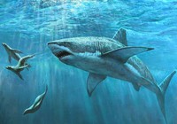 《鱼资渔味》20150618 泉州台湾海峡钓获130斤黑鳍鲨