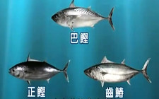 《《宝岛渔很大》 20150308 南海屠龙战役》