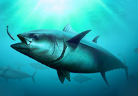 《《中国垂钓周刊》第26期 钓友中国南海钓出200斤巨型金枪鱼》