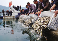 《《中国垂钓周刊》第19期 放鱼日引发放鱼注意事项》